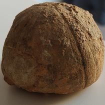 Mi fósil Pincho. Mi talismán.