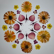 Mon projet du cours : Herbier coloré de A à Z