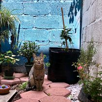 Rehabilitación de Mini-Jardín 