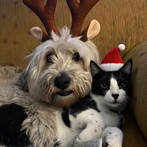 Animando a mis animales con IA navideño