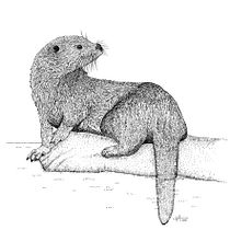 LA NUTRIA EN EXPANSIÓN Ein Projekt aus dem Bereich Traditionelle Illustration von Vega Asensio Herrero - 29.03.2015