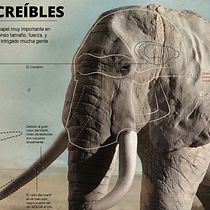 Infografía: Elefantes Increíbles por Oscar Santamariña. Fine Arts, Design, Graphic Design, Sculpture, and Traditional illustration project by Oscar Santamarina - 04.11.2015