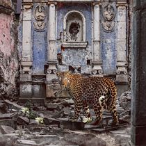 Chetah en la iglesia abandonada. Design, and Photograph project by Daniel Torres - 03.05.2017