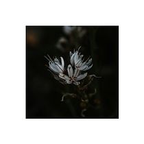Mi Proyecto del curso: Revelado de archivos RAW con Lightroom. Fotografia projeto de David Tudela - 16.04.2018