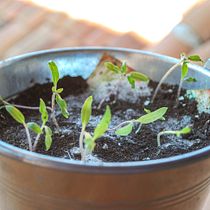 Packaging para regalos plantables de Sheedo Ein Projekt aus dem Bereich Marketing von Gonzalo Mestre - 06.12.2017