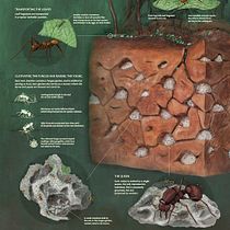 Ants and Their Nest. Ilustração tradicional, Infografia, e Escultura projeto de dianamarques - 01.04.2018