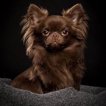 Mi Proyecto del curso: Dog city la primera red social para perros.. Un progetto di Pubblicità di JOSE ANTONIO GIL GARCIA - 27.08.2018