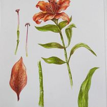 Mi Proyecto del curso: Ilustración botánica con acuarela. Ilustração tradicional, Artes plásticas, Pintura, Desenho, Pintura em aquarela e Ilustração botânica projeto de Silvia Liliana Garavagno - 20.06.2018