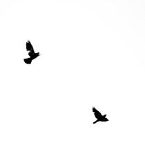Mi Proyecto del curso: Las leyes de la percepción visual: unidad, peso, equilibrio y movimiento. Een project van Fotografie van Erick Flores Garnelo - 02.08.2018