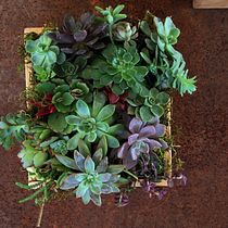 Mi Proyecto del curso: Diseño y creación de composiciones botánicas. Een project van  Ontwerp, L y scaping van Compañía Botánica - 03.10.2018