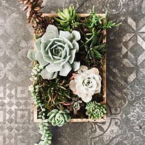 Mi Proyecto del curso: Diseño y creación de composiciones botánicas. Projekt z dziedziny Sztuka miejska użytkownika Norma Ferreira - 18.11.2018