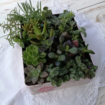 Mi Proyecto del curso: Diseño y creación de composiciones botánicas. Een project van  Creativiteit van marlizpeek - 10.12.2018