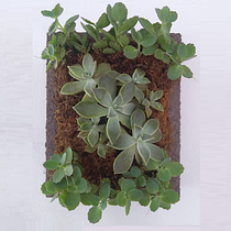 Mi Proyecto del curso: Diseño y creación de composiciones botánicas. Projekt z dziedziny Architektura krajobrazu użytkownika maruchimb - 23.01.2019