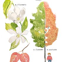 Botanic watercolor . Un progetto di Calligrafia e Pittura ad acquerello di Nathalia Alvarez - 11.07.2018