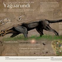 Yaguarundí, El Último Felino De La Zona Plana del Valle del Cauca. Ilustração tradicional projeto de jorge_lizarazo_b - 04.06.2019