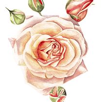 Mi Proyecto del curso: Ilustración botánica con acuarela. Desenho, e Pintura projeto de ERICA - 17.03.2019