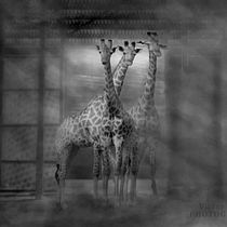 Mi Proyecto del curso: Secretos del fotomontaje y el retoque creativo. Fine-Art Photograph project by Víctor Sánchez - 03.21.2019