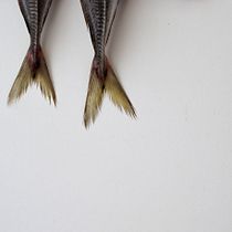 La pescaderia . Un projet de Photographie de Maria Teresa Borràs Serra - 14.04.2019
