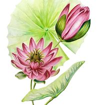 Mi Proyecto del curso: Ilustración botánica con acuarela . Artes plásticas, Ilustração tradicional, Pintura em aquarela, e Pintura projeto de Lelia Fabiana Perez - 29.04.2019