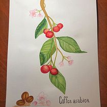 Mi Proyecto del curso: Ilustración botánica con acuarela. Pintura em aquarela projeto de Alonso Lozano - 09.07.2019
