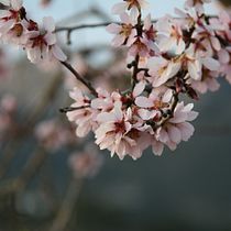 Flor de invierno . Photograph project by sofiaalcaraz87 - 01.25.2020