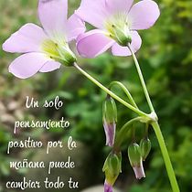 Mi Proyecto del curso: Mi hobby tomar fotos con el celular y escribirles mensajes positivos. Mobile Photograph project by Adriana Saa - 08.14.2019