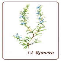 Mi Proyecto del curso: Ilustración botánica con acuarela Rueda de Flores. Ilustração tradicional projeto de Patricia Sueta - 02.09.2019