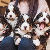 Mi Proyecto del curso: Puppys idea creativa para campaña de comunicación . Un projet de Marketing de valeria_ruiz12 - 13.09.2019