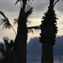 Mi Proyecto del curso: Introducción a la fotografía digital. Photograph project by Sandra Gomez Lopez - 03.01.2019