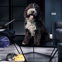 Perro Educado: Transformación ambiental con animales. Advertising project by Raúl Cazorla - 11.20.2019