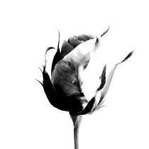 Mi Proyecto del curso: Fotografía para la imaginación. Digital Photograph project by Sandra Rubio García - 10.09.2019
