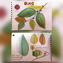 Mi Proyecto del curso: Ilustración de un diario naturalista. Artes plásticas projeto de Eduardo Úbeda Gutiérrez - 08.11.2019
