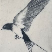 Golondrina. Traditional illustration project by enric ciurana - 11.15.2019