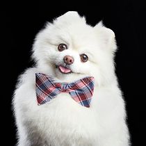 Mi Proyecto del curso: Fotografía de perros. Portrait Photograph project by Santos Román - 12.03.2019