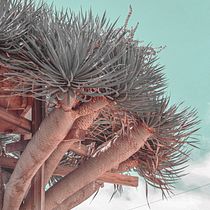 Mi Proyecto del curso: Revelado de archivos RAW con Lightroom. Un projet de Marketing digital de caroamiz - 27.11.2019