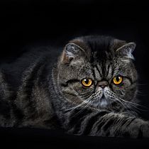 Sesión de Fotos de Gatos Ein Projekt aus dem Bereich Fotografie von diegofernando10 - 03.12.2019