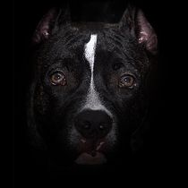 FOTO MARGOT, PROJETO INTRODUÇÃO A FOTOGRAFIA DE PETS!. Un projet de Photographie de ROBERTO LAVOR - 06.12.2019