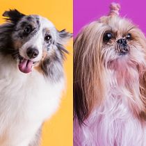 Pelusa (Sheltie) & Mafalda (Shihtzu). Fotografia projeto de Paul Torres - 08.12.2019