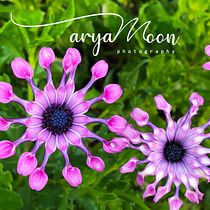 Mi Proyecto del curso: aryaMoon Photography. Photograph project by Mayra P - 12.08.2019