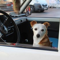 Mi Proyecto del curso: Introducción a la fotografía de perros. Un projet de Photographie de portrait de Mirian Romero - 08.12.2019