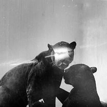 Animalario. Fine-Art Photograph project by Diego Chiroque - 12.16.2019