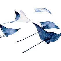 Arraias aquareladas Ein Projekt aus dem Bereich Zeichnung, Traditionelle Illustration, Malerei und Aquarellmalerei von Louise Kanefuku - 17.12.2019