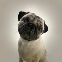 Centro Canino Channel. Un projet de Photographie de portrait de Camilo S - 17.12.2019