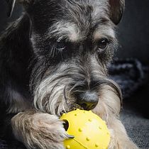 Mi Proyecto del curso: Introducción a la fotografía de perros Ein Projekt aus dem Bereich Fotografie von Nina Roze - 19.12.2019