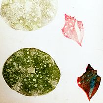 Mi Proyecto del curso: Carvado de sellos y técnicas de estampación. Fine Arts, Creativit, and Printing project by Lara Vera - 12.26.2019
