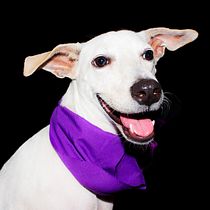 Mi Proyecto del curso: Introducción a la fotografía de perros. Un projet de Photographie artistique, Photographie de portrait , et Photographie numérique de Aehleane Sepulveda - 02.01.2020