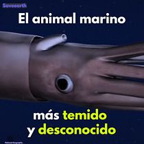 Calamares gigantes. Video project by markosso - 01.09.2020