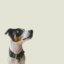 Mi Proyecto del curso: Introducción a la fotografía de perros. Un projet de Photographie, Photographie de studio , et Photographie de portrait de miros soriano - 13.01.2020