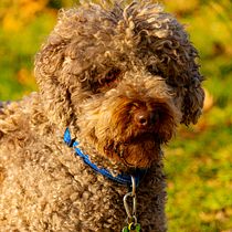 Mi Proyecto del curso: Introducción a la fotografía de perros. Un projet de Photographie extérieure de amayans - 14.01.2020