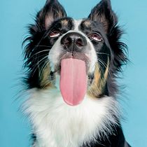 Mi Proyecto del curso: Introducción a la fotografía de perros. Un projet de Photographie de portrait de Raquel Jimnz - 16.01.2020